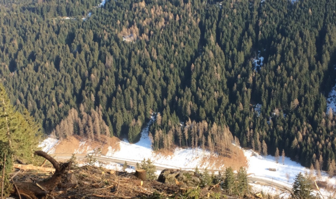 How may forest and timber practitioners as well as civil society respond to the climate crisis?