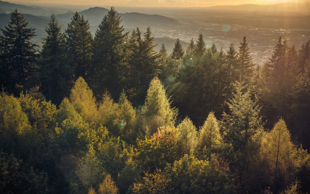 Over 550 scientists call on EU for “Climate Smart Forestry”
