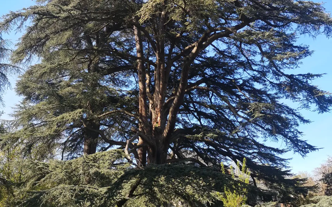 Massive planting programme to ensure the future of our tree heritage